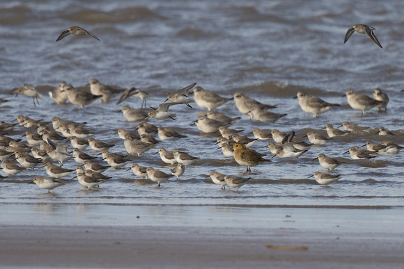 Waders 10 - Wirral 141115