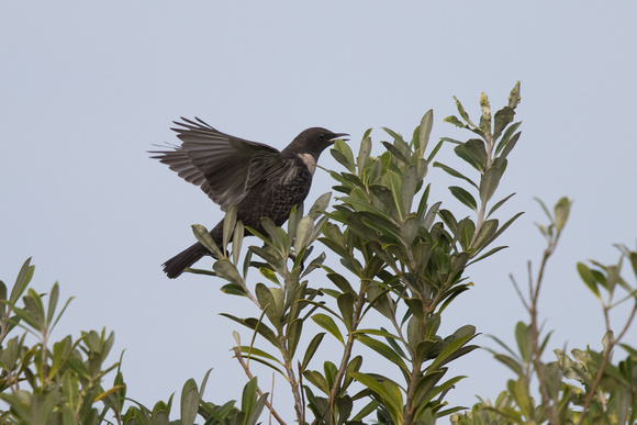 Ring Ouzel - Scilly Oct16