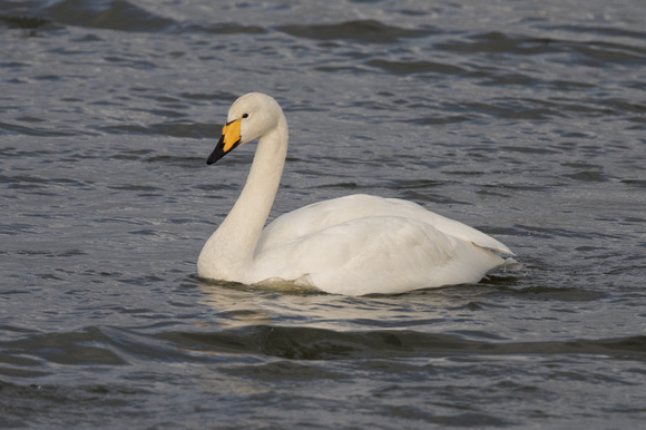 Whooper Swan 4 - Caerlaverock 271215