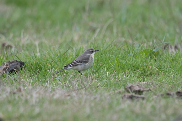 Eastern Yellow Wagtail 3 - Riding Stables - Oct 18