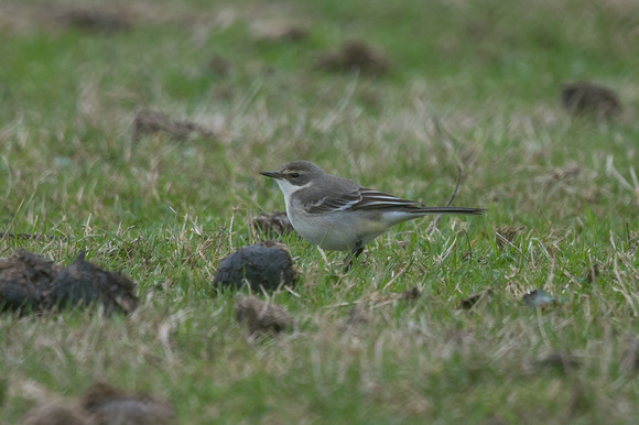 Eastern Yellow Wagtail 2 - Riding Stables - Oct 18