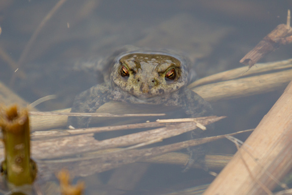 Common Frog - Titchwell