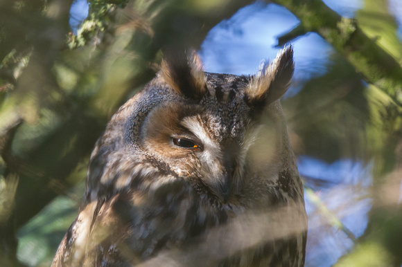 Long-eared Owl 2 - Burton Marsh 060215