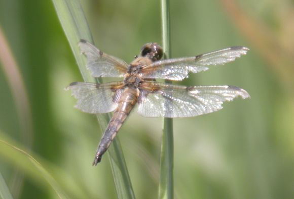 4 Spot Chaser - Titchwell