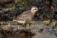 American Golden Plover 4 - Porthellick, St Marys