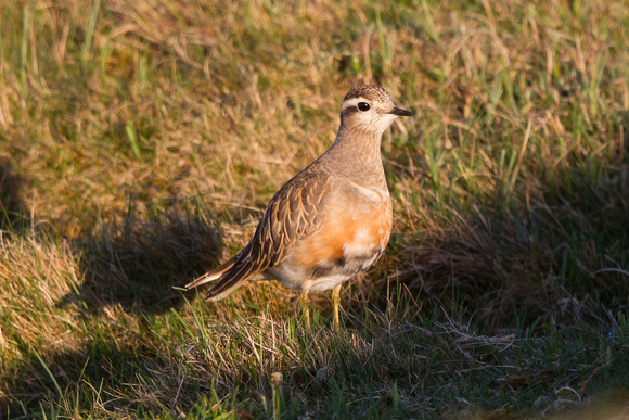 Dotterel 5 - Great Orme 140516