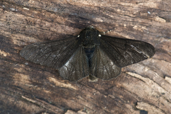 Peppered Moth (abb)