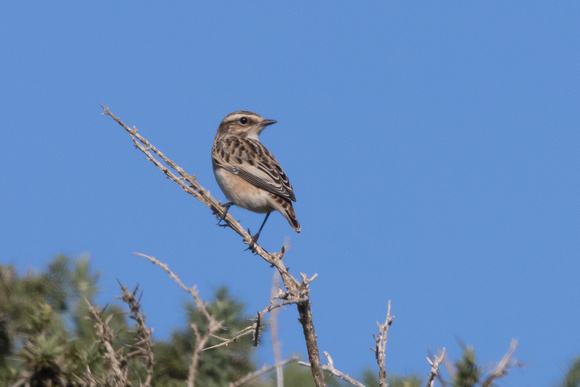 Whinchat - Bryher Oct 2015