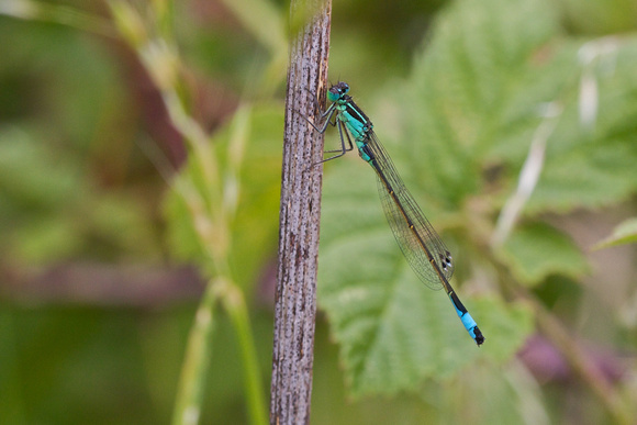 Blue-tailed damselfly - Paxton