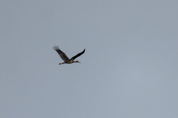 Black Stork - Frampton Marsh - 250923