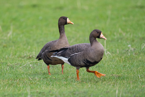 Greenland White-fronted Geese - Gruinart - Feb 23