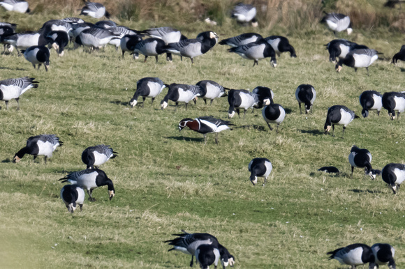 Red-breasted Goose - Islay - Feb 23