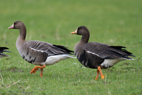 White-fronted Geese 2 - Gruinart - Feb 23