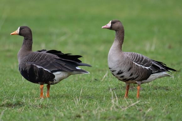 White-fronted Geese 3 - Gruinart - Feb 23
