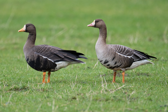 White-fronted Geese races - Islay - Feb 23