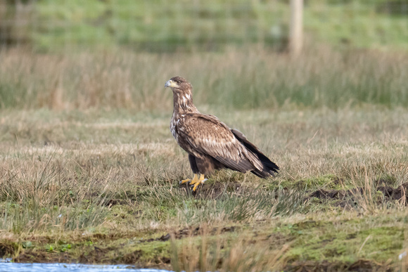 White-tailed Eagle - Islay - Feb 23