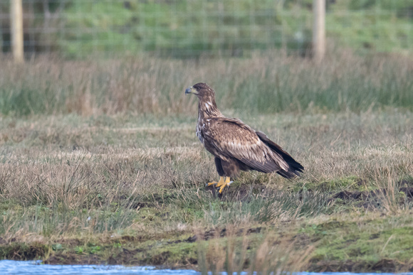 White-tailed Eagle 2 - Islay - Feb 23