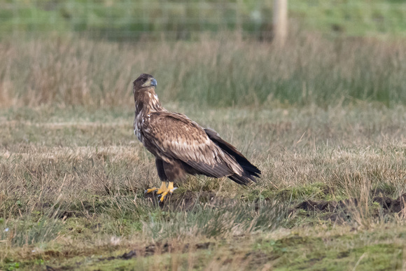 White-tailed Eagle 3 - Islay - Feb 23