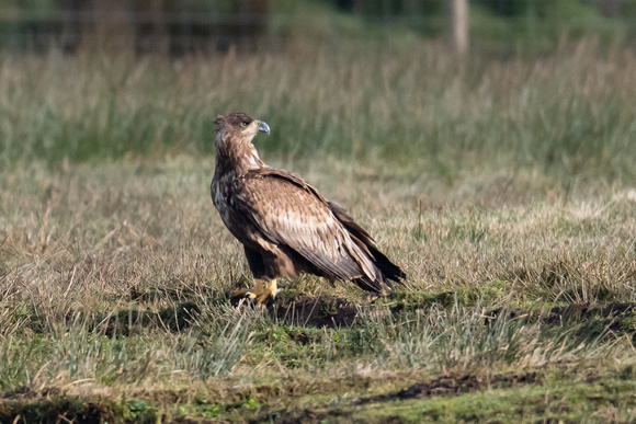 White-tailed Eagle 4 - Islay - Feb 23