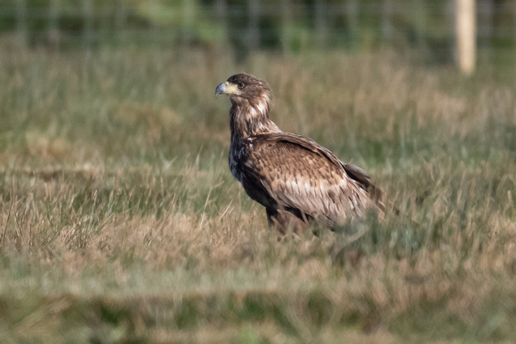 White-tailed Eagle 6 - Islay - Feb 23