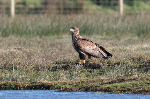 White-tailed Eagle 5 - Islay - Feb 23