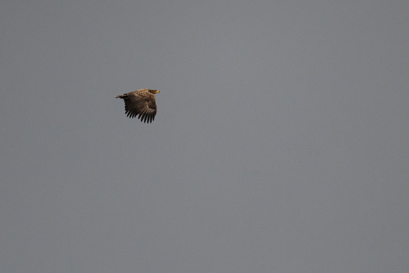 White-tailed Eagles - Ardnave - Feb 23