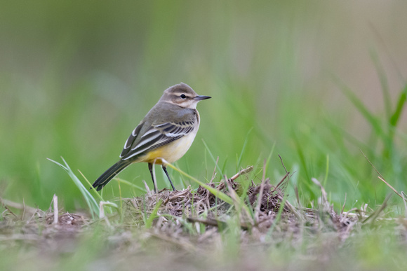 Yellow Wagtail - BMW - 120823