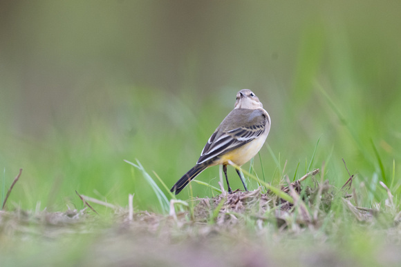 Yellow Wagtail 2 - BMW - 120823