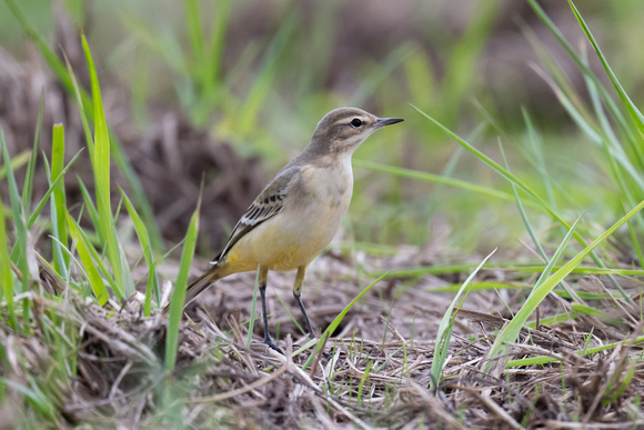 Yellow Wagtail 3 - BMW - 120823