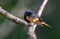 American Redstart - Long Point - May 23