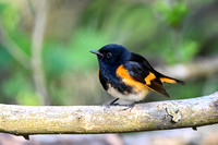 American Redstart 2 - Long Point - May 23