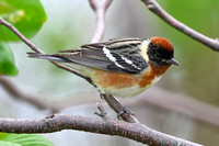 Bay-breasted Warbler 2 - Pelee - May 23