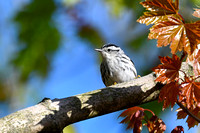 Black and White Warbler 2 - Long Point - May 23