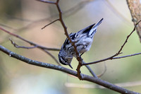 Black and White Warbler - Long Point - May 23