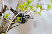 Black and White Warbler 3 - Long Point - May 23