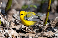 Blue-winged Warbler 2 - Long Point - May 23
