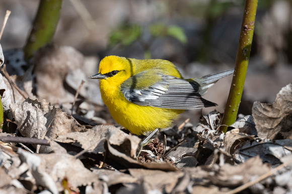 Blue-winged Warbler 2 - Long Point - May 23