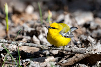 Blue-winged Warbler 3 - Long Point - May 23