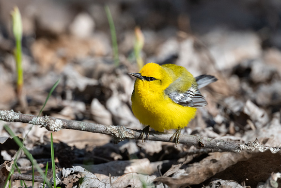 Blue-winged Warbler 3 - Long Point - May 23
