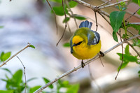 Blue-winged Warbler 4 - Long Point - May 23