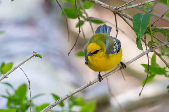 Blue-winged Warbler 4 - Long Point - May 23