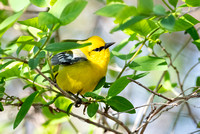 Blue-winged Warbler 5 - Long Point - May 23