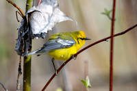 Blue-winged Warbler 6 - Long Point - May 23