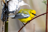 Blue-winged Warbler 7 - Long Point - May 23