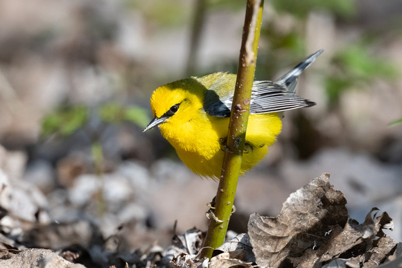 Blue-winged Warbler 8 - Long Point - May 23