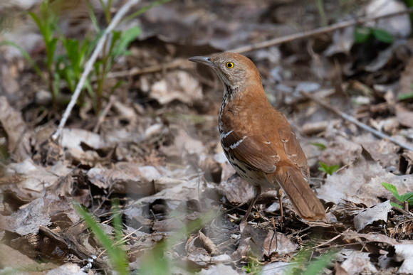 Brown Thrasher - Long Point - May 23