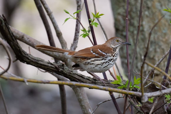 Brown Thrasher 2 - Long Point - May 23