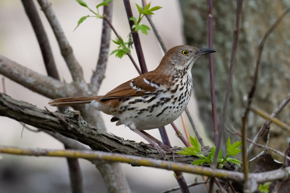 Brown Thrasher 3 - Long Point - May 23