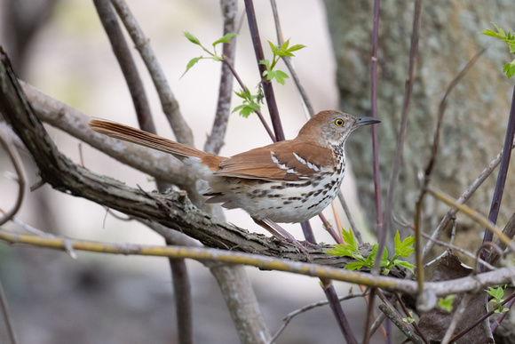Brown Thrasher 4 - Long Point - May 23