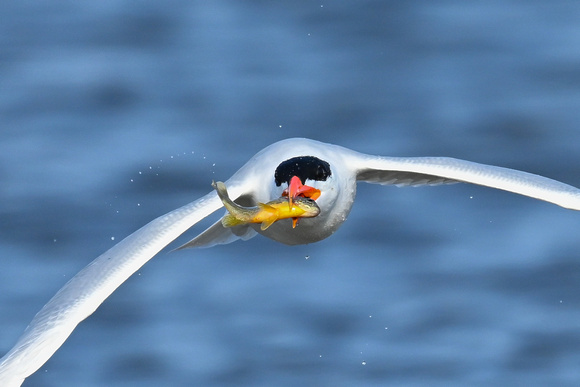 Caspian Tern 3 - Long Point - May 23